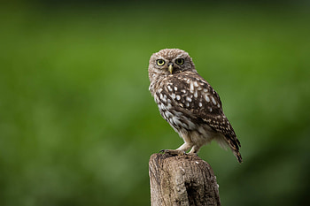 Owl Looking, owl, birds HD wallpaper