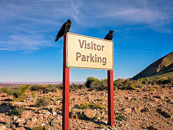 Birds, Crows, Words, Text, Sign, Parking HD wallpaper