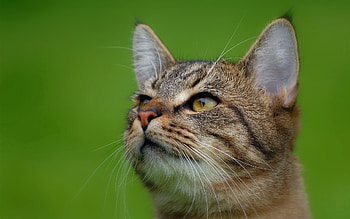 Animals, Cat, Muzzle, Sight, Opinion, Ears HD wallpaper