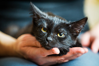 Black cat, pisica, animal, black, face, cat, hand HD wallpaper