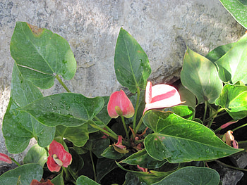 A fantastic day at Edmonton garden 02, leaves, Rocks, grey, graphy, green, red, Flowers, flamingo lily HD wallpaper