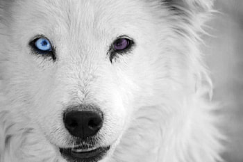 White Wolf With Odd Eyes, Animals, White, Odd, Wolf, Eyes HD wallpaper