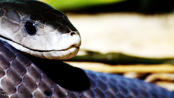 Captivating reptile, Black mamba collection, Powerful snake, Mesmerizing presence HD wallpaper