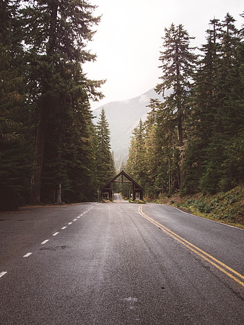 Nature, Trees, Building, Road, Forest HD phone wallpaper