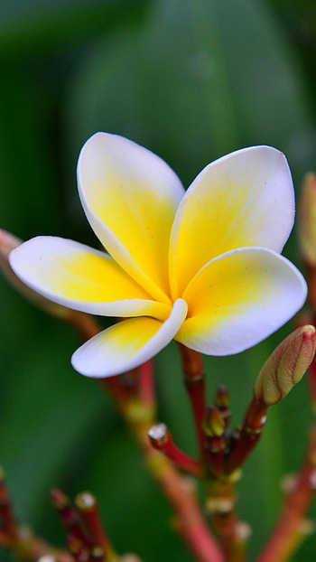 Beautiful Flowers, Yellow Champa HD phone wallpaper