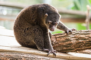 Sulawesi bear cuscus, Endangered species, Unique mammal, Sulawesi island HD wallpaper