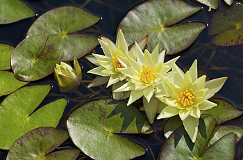 Flowers, Water, Leaves, Water Lilies, Disbanded, Loose, Three HD wallpaper