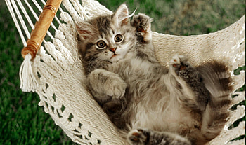 Lazy Afternoon, kitten, cat, feline, hammock HD wallpaper
