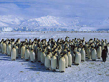 Antarctica, Emperor Penguin, Colony, Backgrounds HD wallpaper