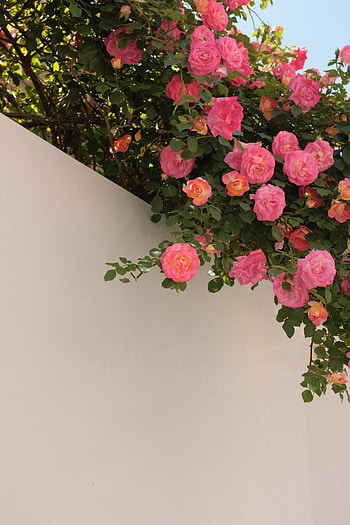 Flowers, Roses, Bush, Bloom, Flowering, Wall HD phone wallpaper