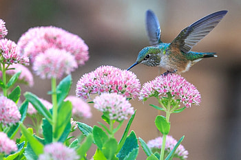 Hummingbird and pink flowers, Flowers, Hummingbird, Branches, Cute HD wallpaper