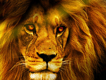 Lion face, animal, eyes, face, lion, gold HD wallpaper