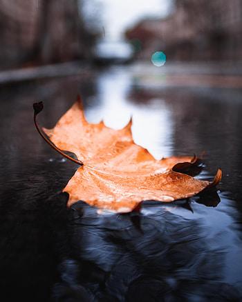 Yellow, maple leaf, submerged HD phone wallpaper
