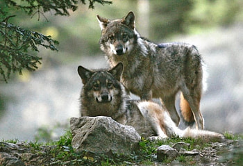 france wolves, animal, white, quotes, black, grey, canis lupus, howling wolf, wolf, abstract, arctic HD wallpaper