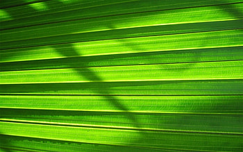 Leafy Blinds, leaf, blinds, green HD wallpaper