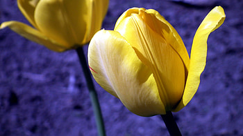 Tulip Flowers Buds, flowers, tulip HD wallpaper