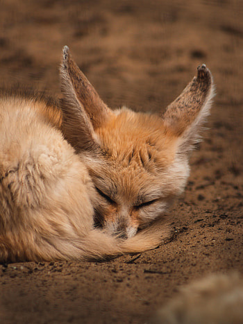 Animals, Fox, Animal, Nice, Sweetheart, Dream, Sleep, Fenech HD phone wallpaper
