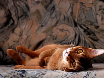 *** Lazy Cat ***, zwierzeta, leniwy, koty, kot HD wallpaper