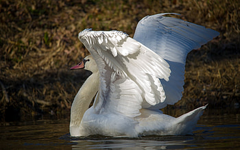 SWAN, Water, Pose, Wings, Feathers HD wallpaper