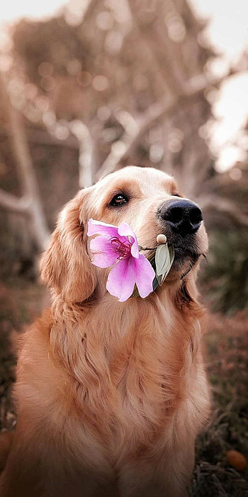 Dog, cute dog, adorable pet, lovable HD phone wallpaper