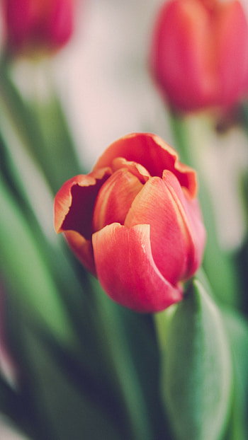 Tulip (Nature), Tulips , , OS 5345 HD phone wallpaper