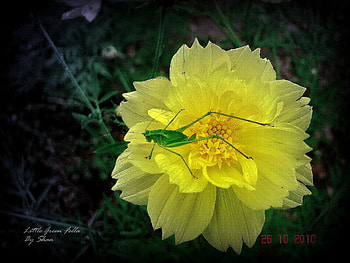 Green Little Fella on Yellow Flower, Nature, Flower, Yellow Flower, Bug HD wallpaper