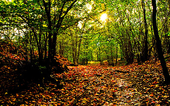 Autumn, rays, sunlight, colors, peaceful, beauty, trees, sun, magic, woods, path, fall, carpet of leaves, beautiful, autumn leaves, grass, tree, way, carpet, leaves, sunrays, pretty, green, autumn colors, view, nature, sky, lovely, forest, splendor HD wallpaper