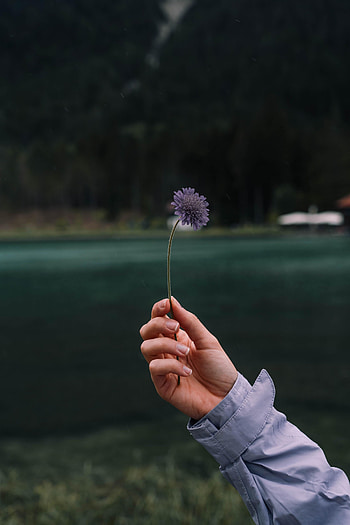 Flower, Hand, Miscellanea, Miscellaneous, Petals, Focus HD phone wallpaper