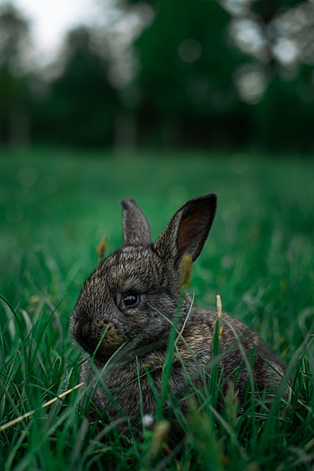 Animals, Grass, Animal, Rabbit HD phone wallpaper