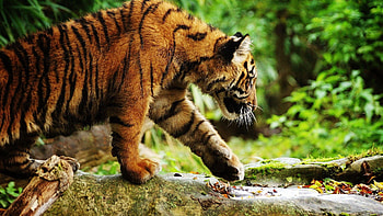 Animals, Grass, Leaves, Stroll, Tiger, Caution HD wallpaper