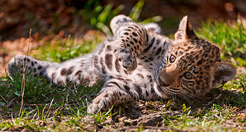 Animals, Grass, Young, Leopard, To Lie Down, Lie, Playful, Joey HD wallpaper