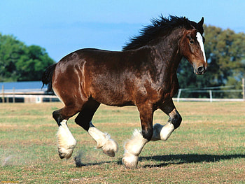Handsome boy, horse, galloping, stallion, field, trees, brown and black HD wallpaper