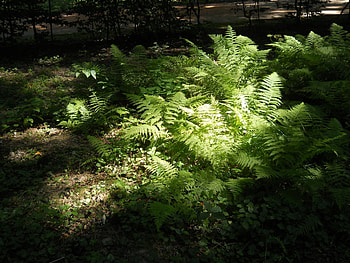 Landscape, Ferns HD wallpaper