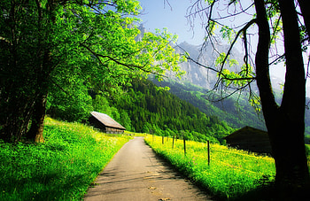 Cabin, Forest, Path, Spring, Tree HD wallpaper