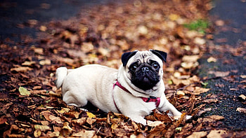 Animal, Pug, Dog, Dogs HD wallpaper