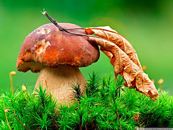 LEANING ON A FRIEND, natural, grasses, mushrooms, leaves, field, green, fields, , nature, leaf, macro HD wallpaper