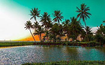 Landscape, Beach, Palms HD wallpaper
