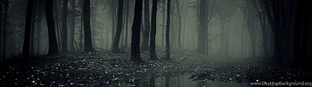 Dark Forest Background, Forest Dual Screen HD wallpaper
