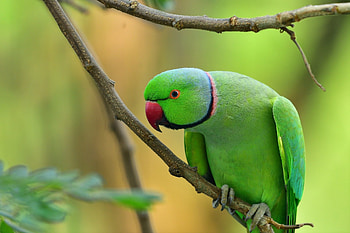 Rose ringed Parakeet, Bird, ringed, Parakeet, Rose HD wallpaper