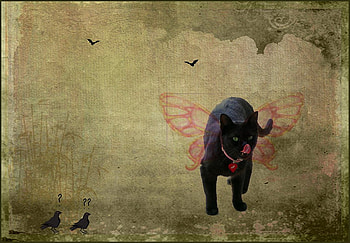 Fairy cat, texture, black, birds HD wallpaper