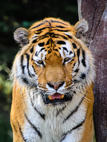 Animals, Predator, Tiger, Fangs, Evil HD phone wallpaper