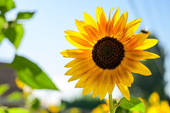 A vibrant sunflower in full bloom captured on a sunny day. HD wallpaper