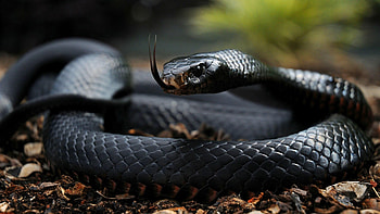 Extremely venomous, Nature's danger, Aesthetic beauty, Enigmatic forest HD wallpaper