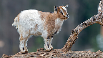 Goat, Immersive , Crystal-clear detail, Stunning visuals HD wallpaper