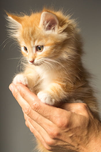 Cute ginger kitten held gently, showcasing its fluffy fur and innocence. HD phone wallpaper