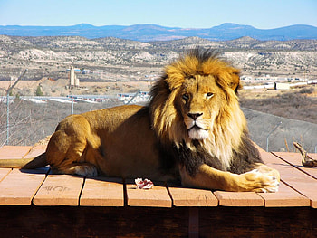 King relaxing, lion, animals HD wallpaper