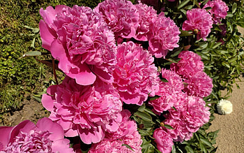 Peonies, Latvia, flowers, pink HD wallpaper