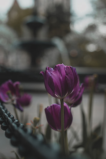 Plants, Flowers, Tulips, Violet, Bloom, Flowering, Purple HD phone wallpaper