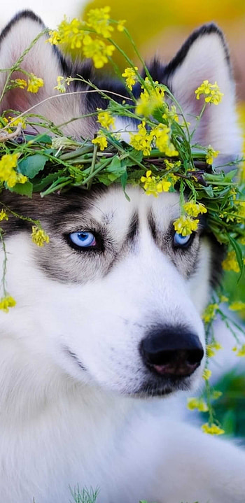 siberian husky, Captivating , Majestic stance, Fierce gaze HD phone wallpaper