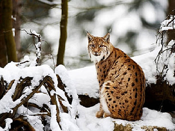 Lynx in Winter, winter, lynx, animals, wild cats, snow, cats HD wallpaper